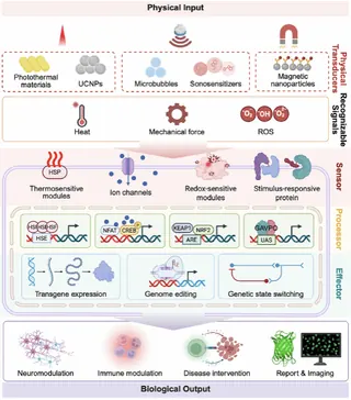 Advanced Materials天津大学医学部药学院史志远团队系统梳理声、光、磁远程基因调控