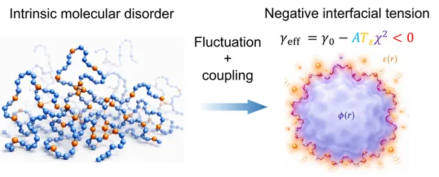 东南大学汤启云课题组与合作者在JACS发表生物分子液液相分离新理论