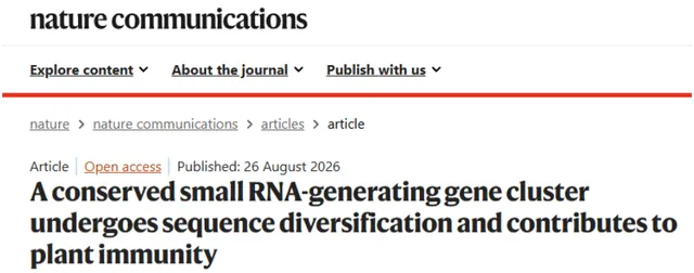 农生学院侯英楠团队与合作者发现植物免疫系统中一个产生“抗菌小RNA”的抗病基因簇