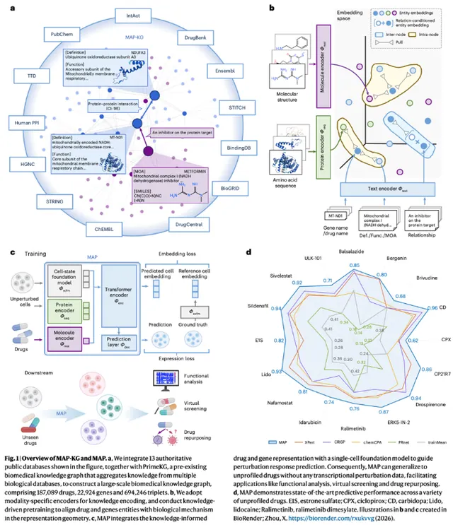 Nature Machine Intelligence: 迈向真正的“虚拟细胞”——上海交大人工智能学院破解未知药物单细胞响应预测难题的新框架